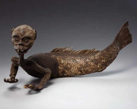 Japanese Monkey-fish - Wellcome Collection in 1919